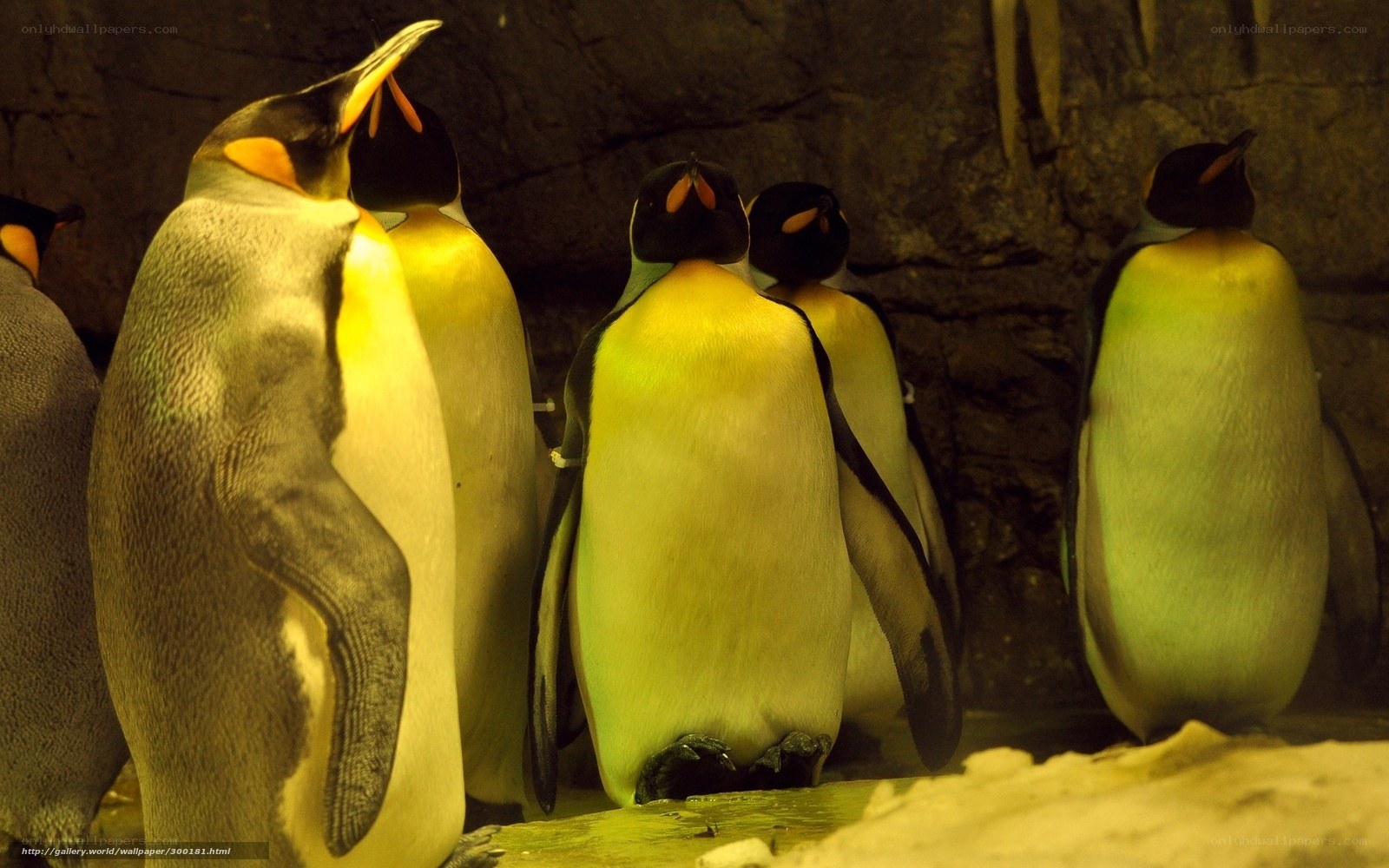 Penguins in a group