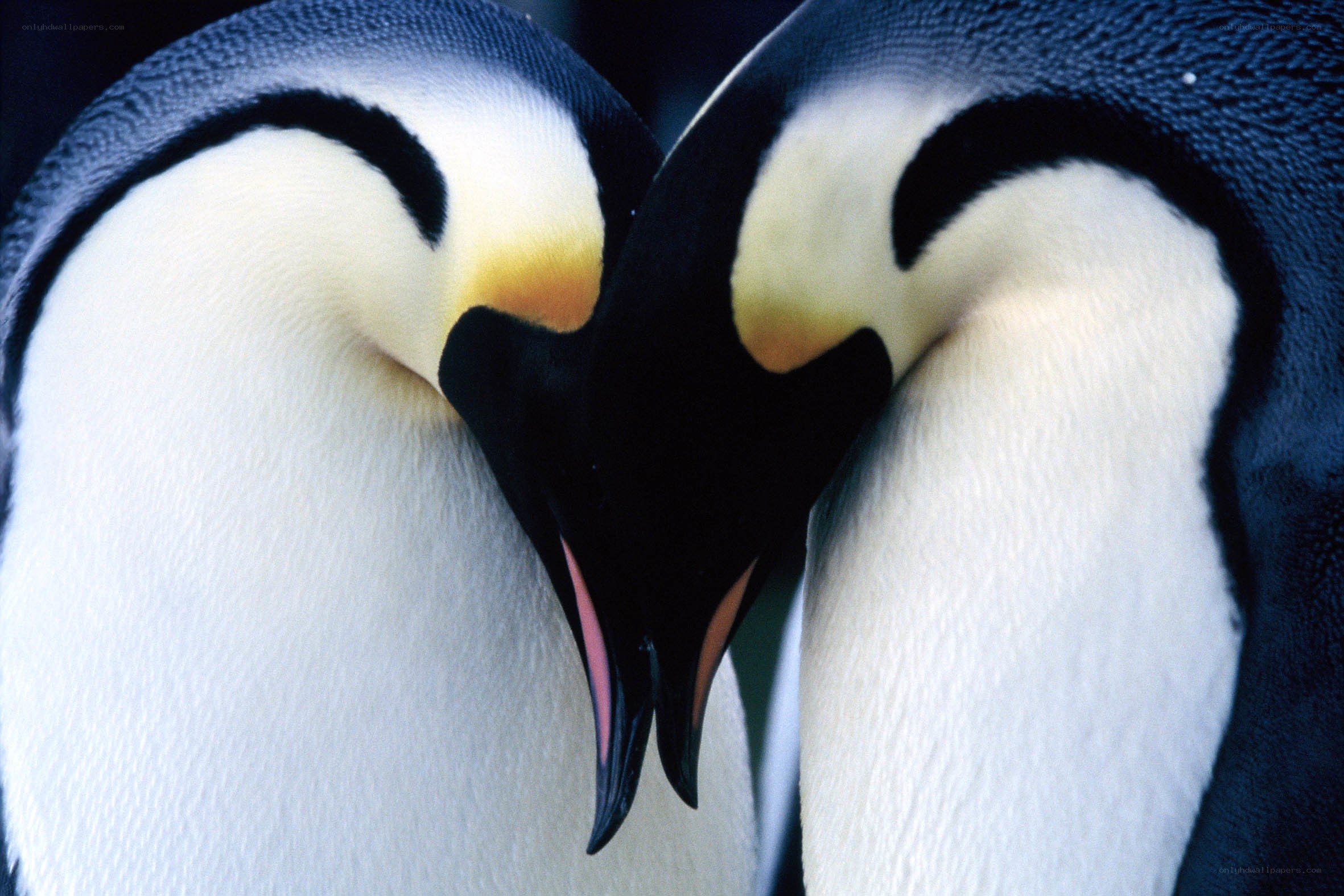 Penguins in a heart shape