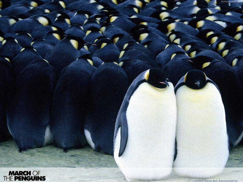 Penguins in a huddle