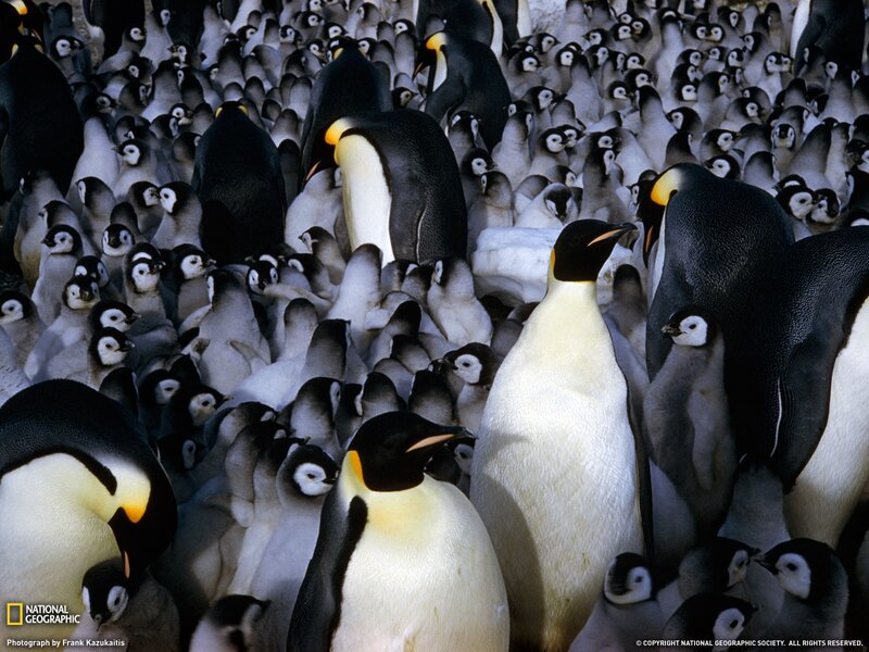 Penguins in a large colony