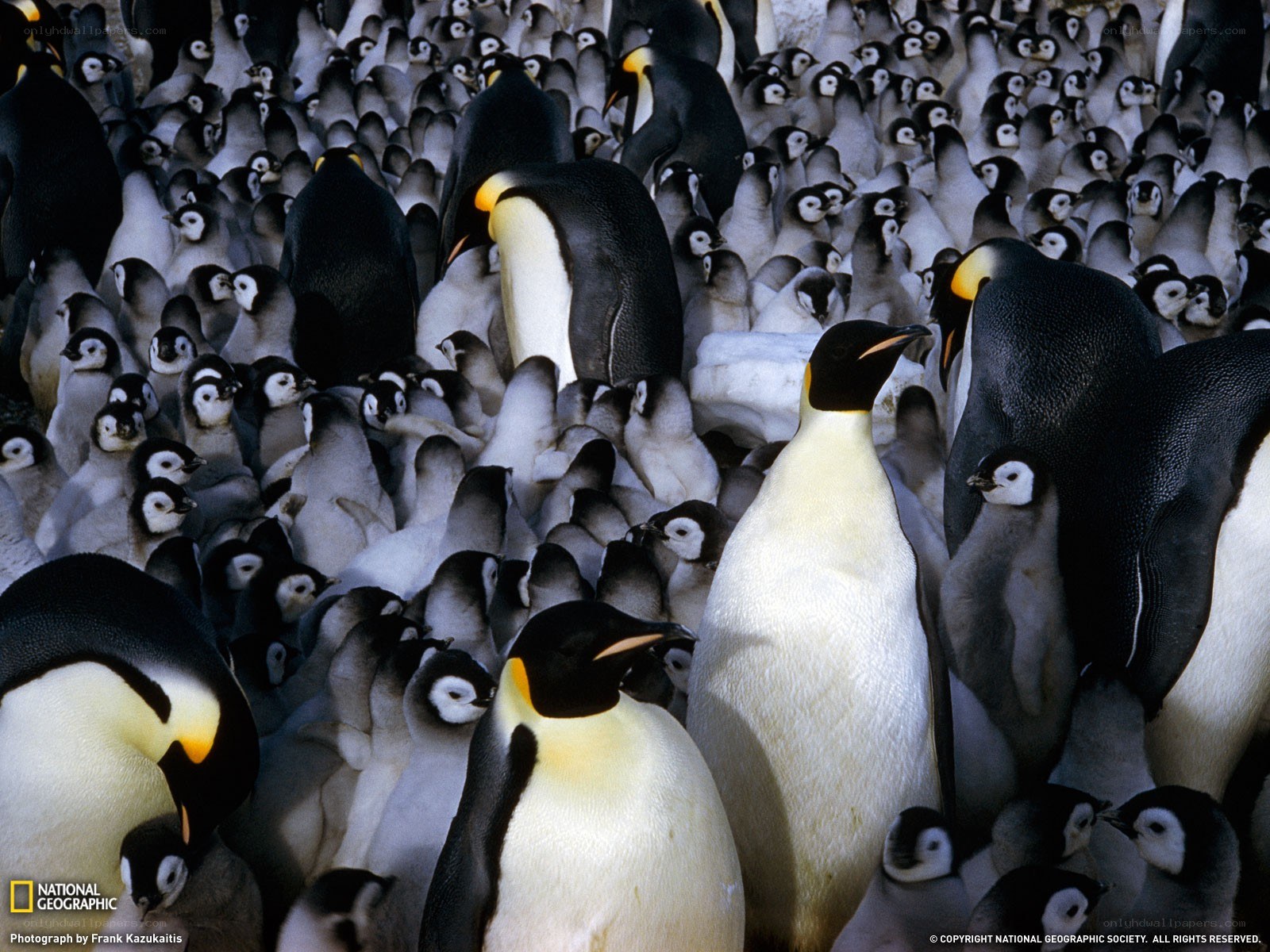 Penguins in a large colony