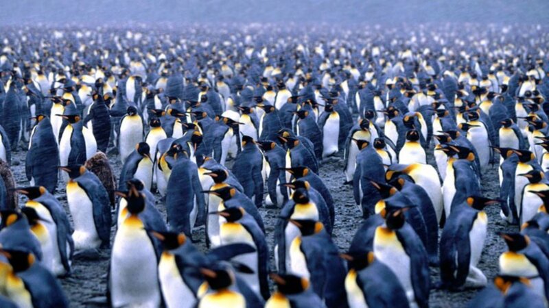 Penguins in a large colony