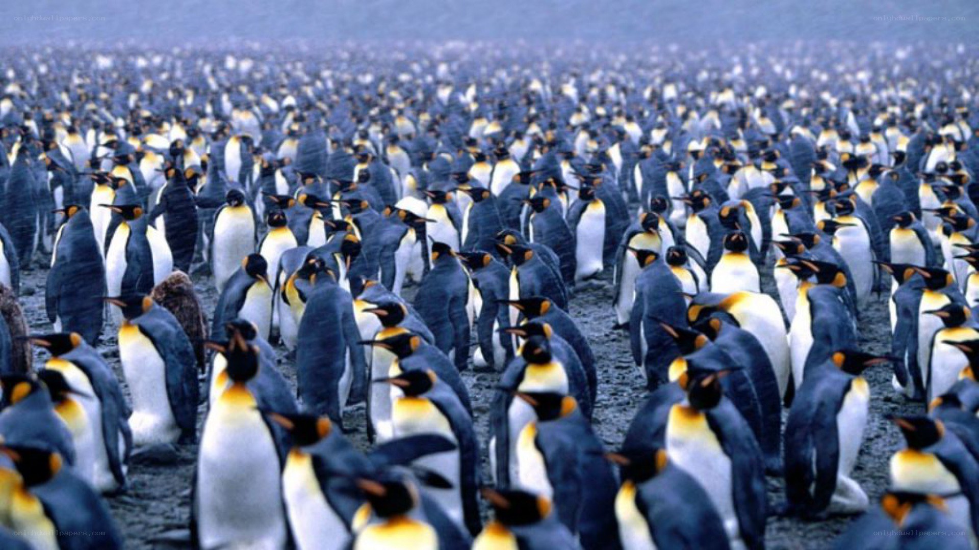 Penguins in a large colony