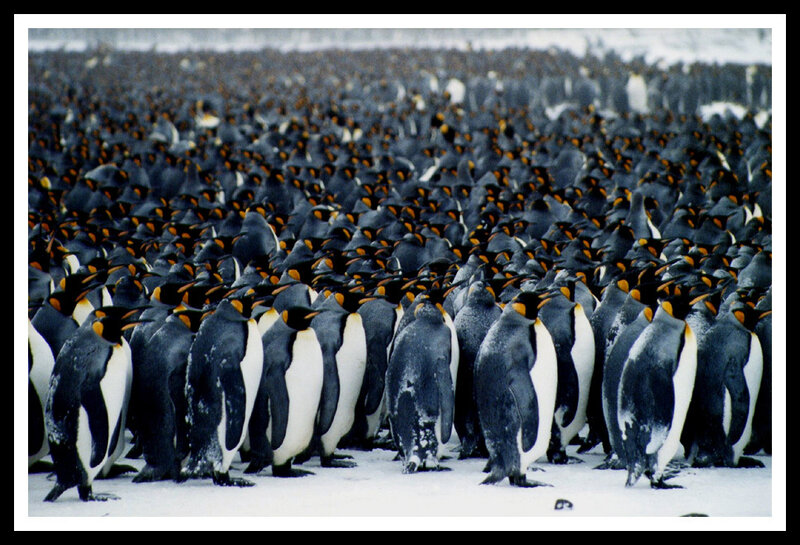 Penguins in a large colony