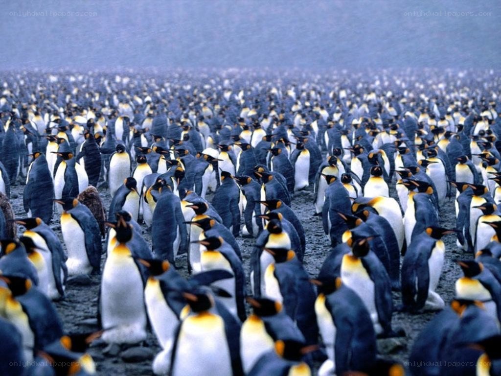 Penguins in a large colony