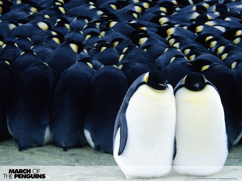 Penguins in a large group