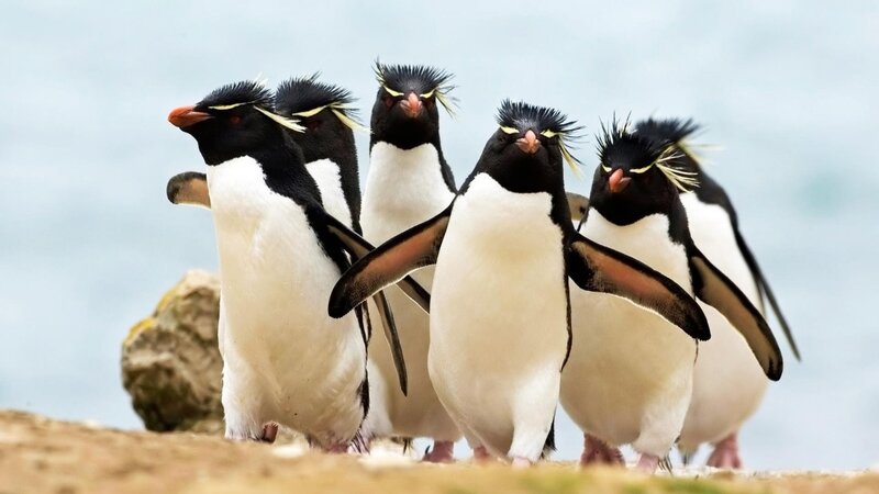 Penguins in a line