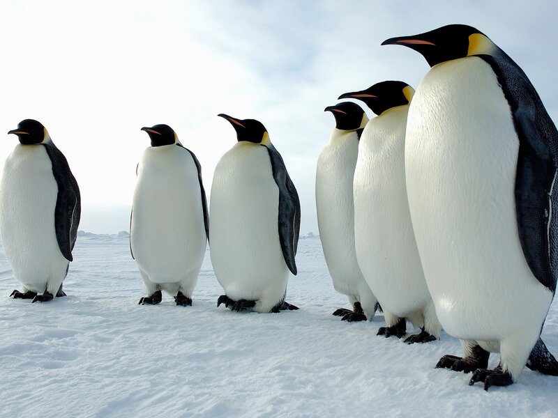 penguins in a line on snow