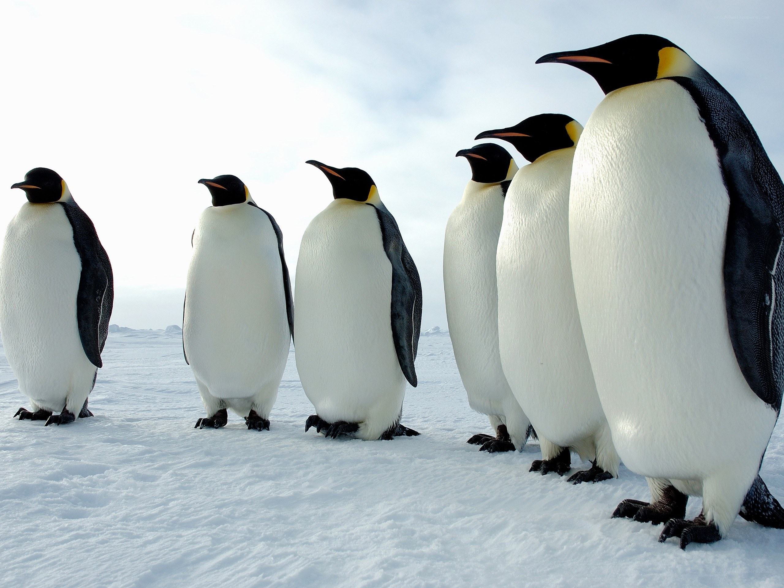 penguins in a line on snow