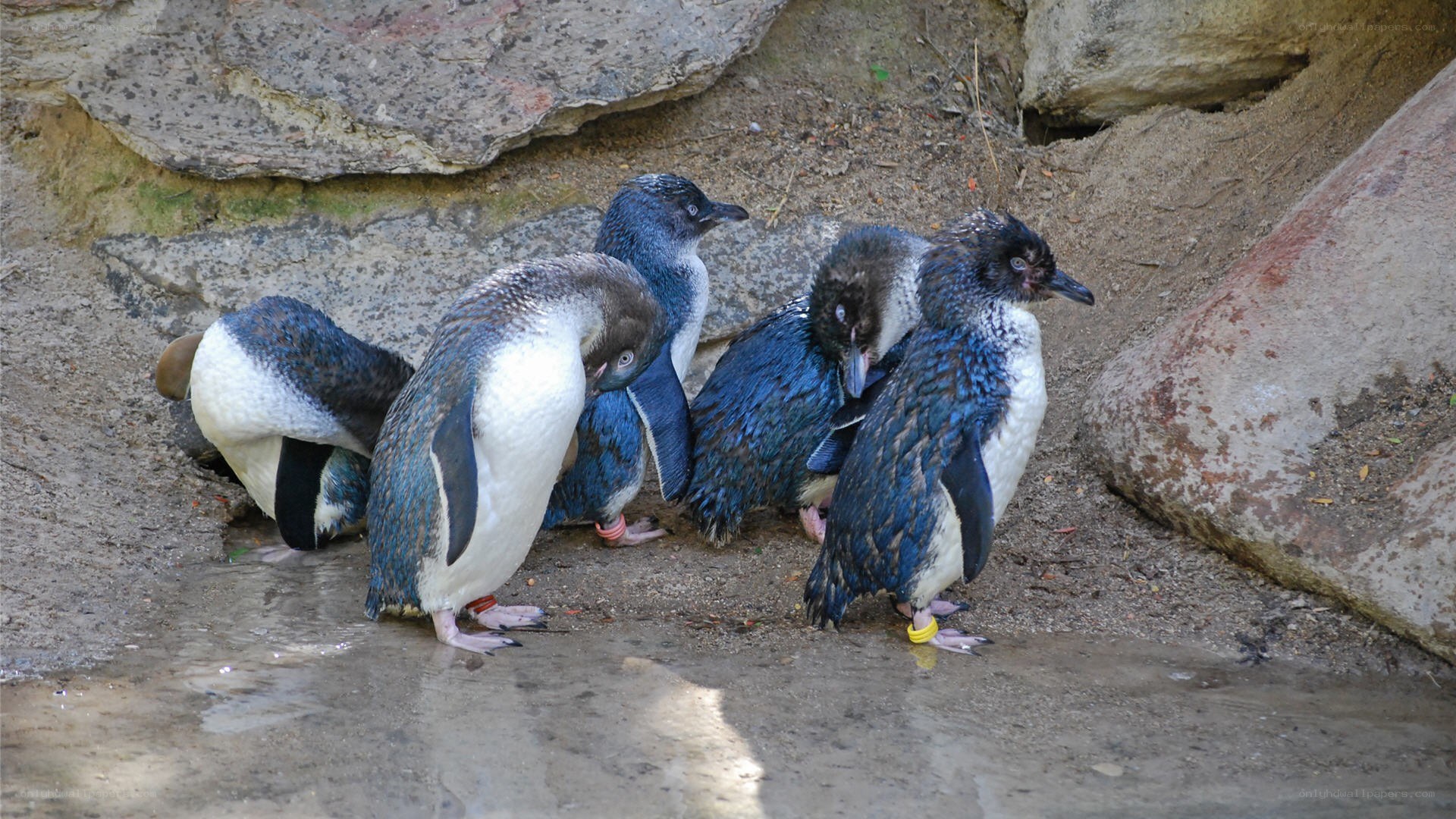 Penguins in a rocky enclosure