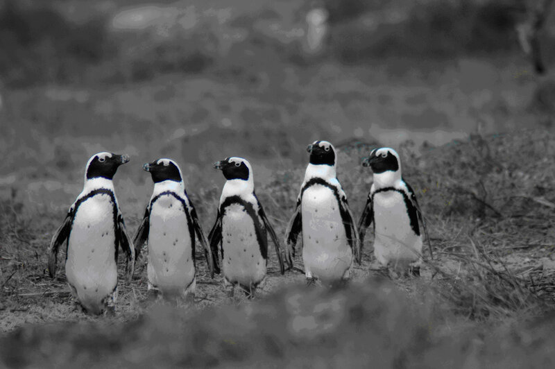 Penguins in a Row