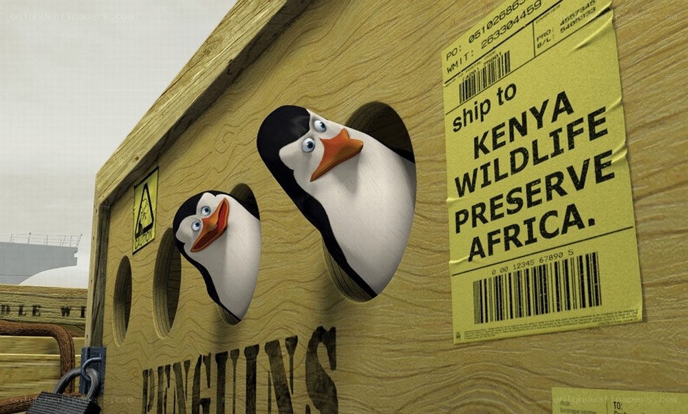 penguins in a shipping crate