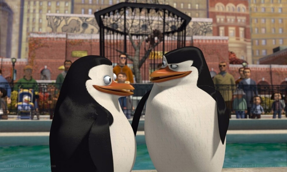 penguins in a zoo enclosure
