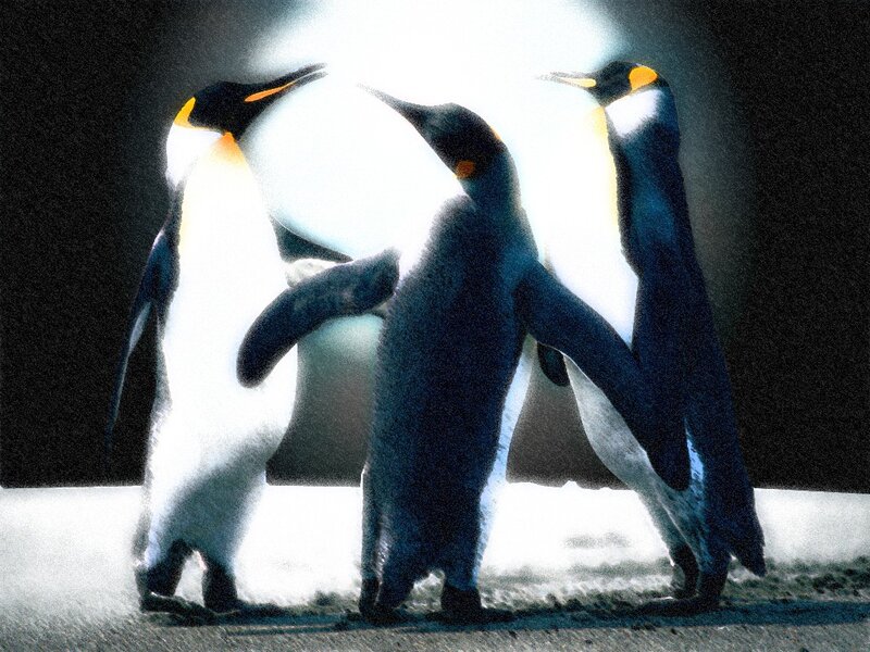 Penguins in bright light