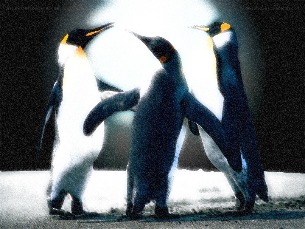 Penguins in bright light