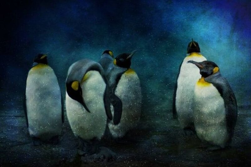 Penguins in Dark Setting