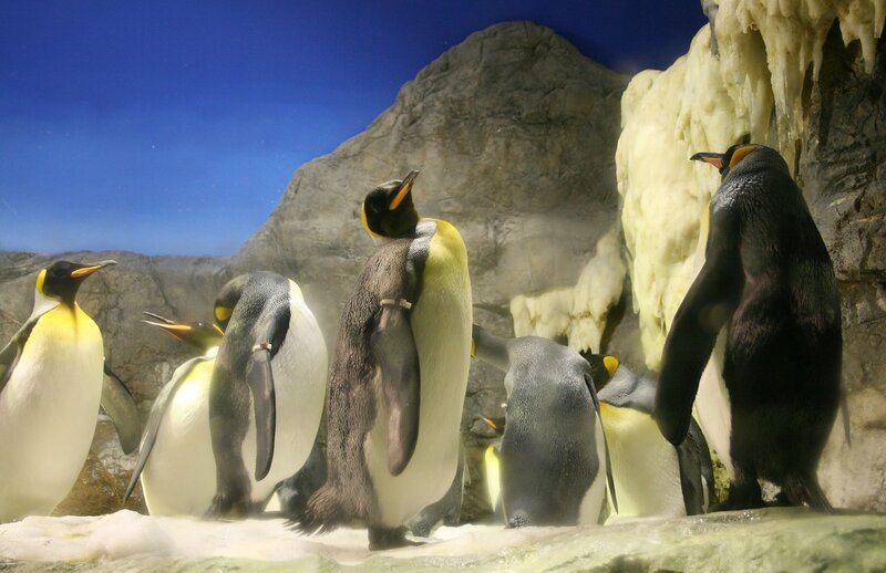 Penguins in Enclosure