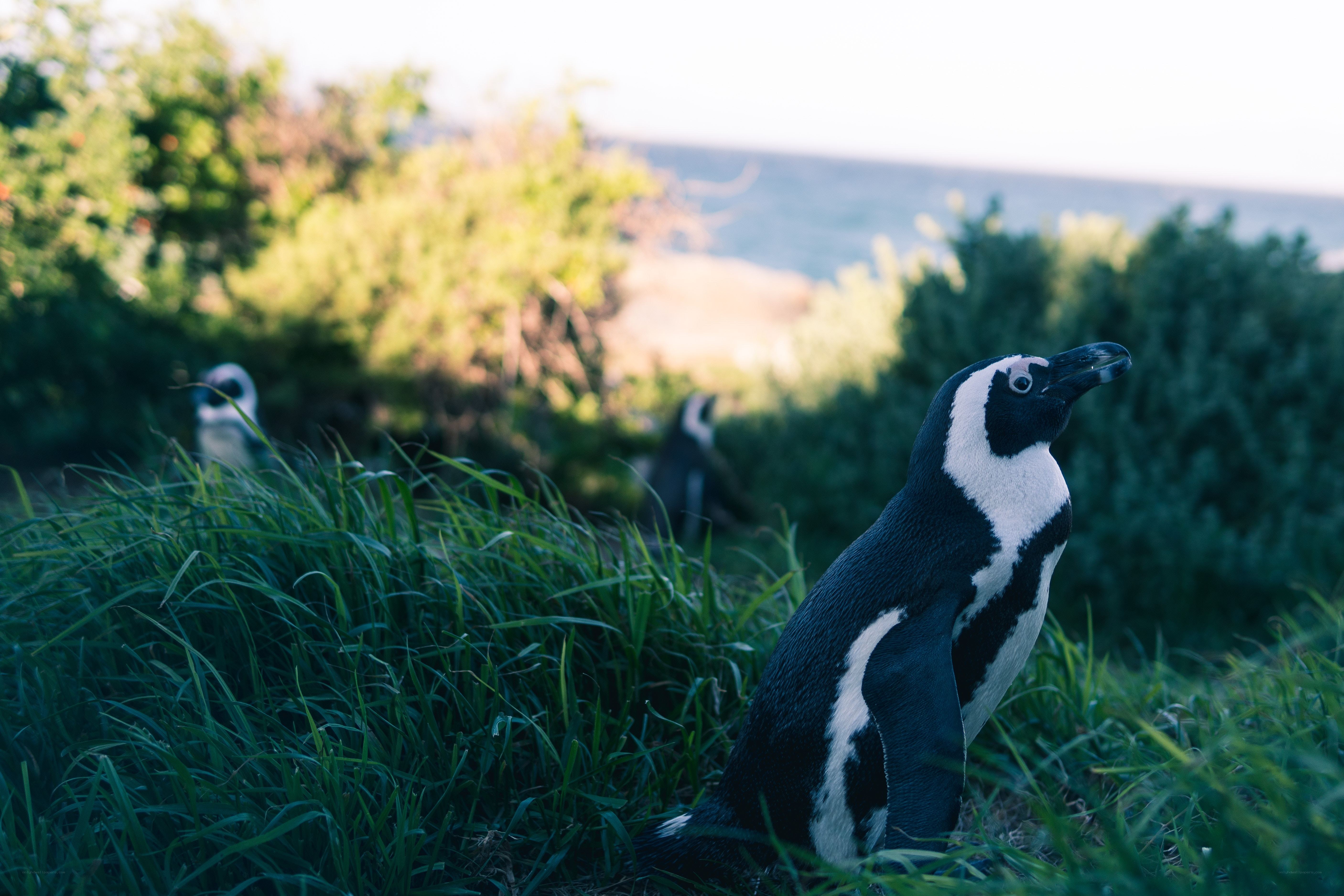 Penguins in grassy area