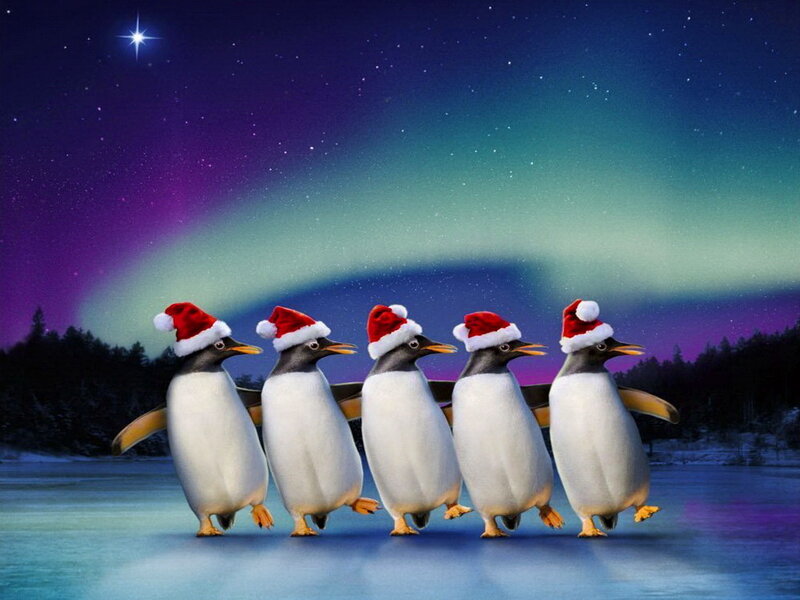 Penguins in Santa Hats