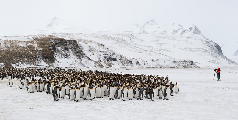 Penguins in snowy landscape