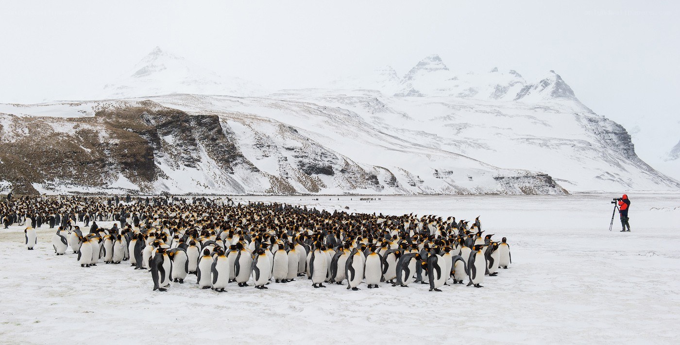 Penguins in snowy landscape