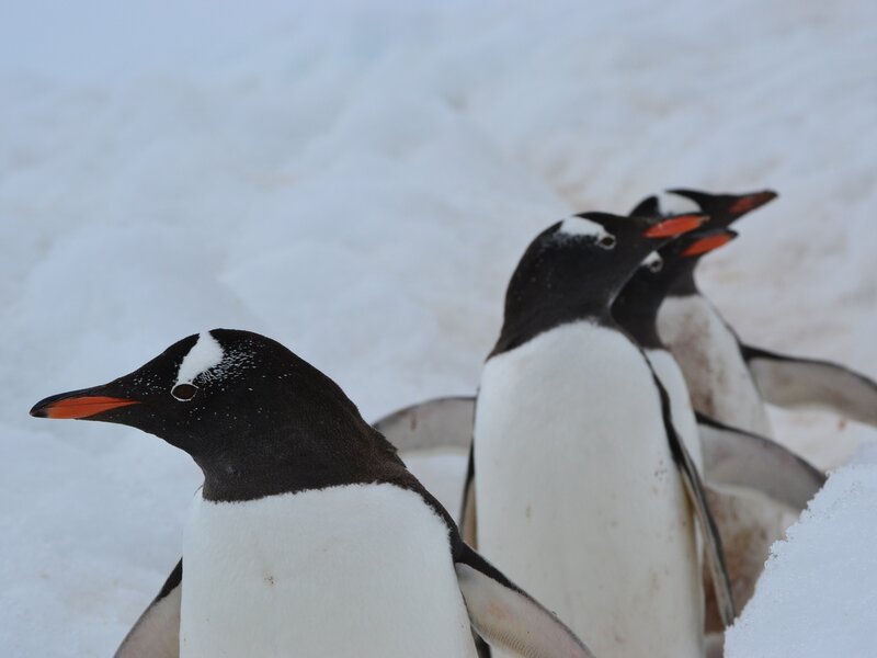 Penguins in the snow