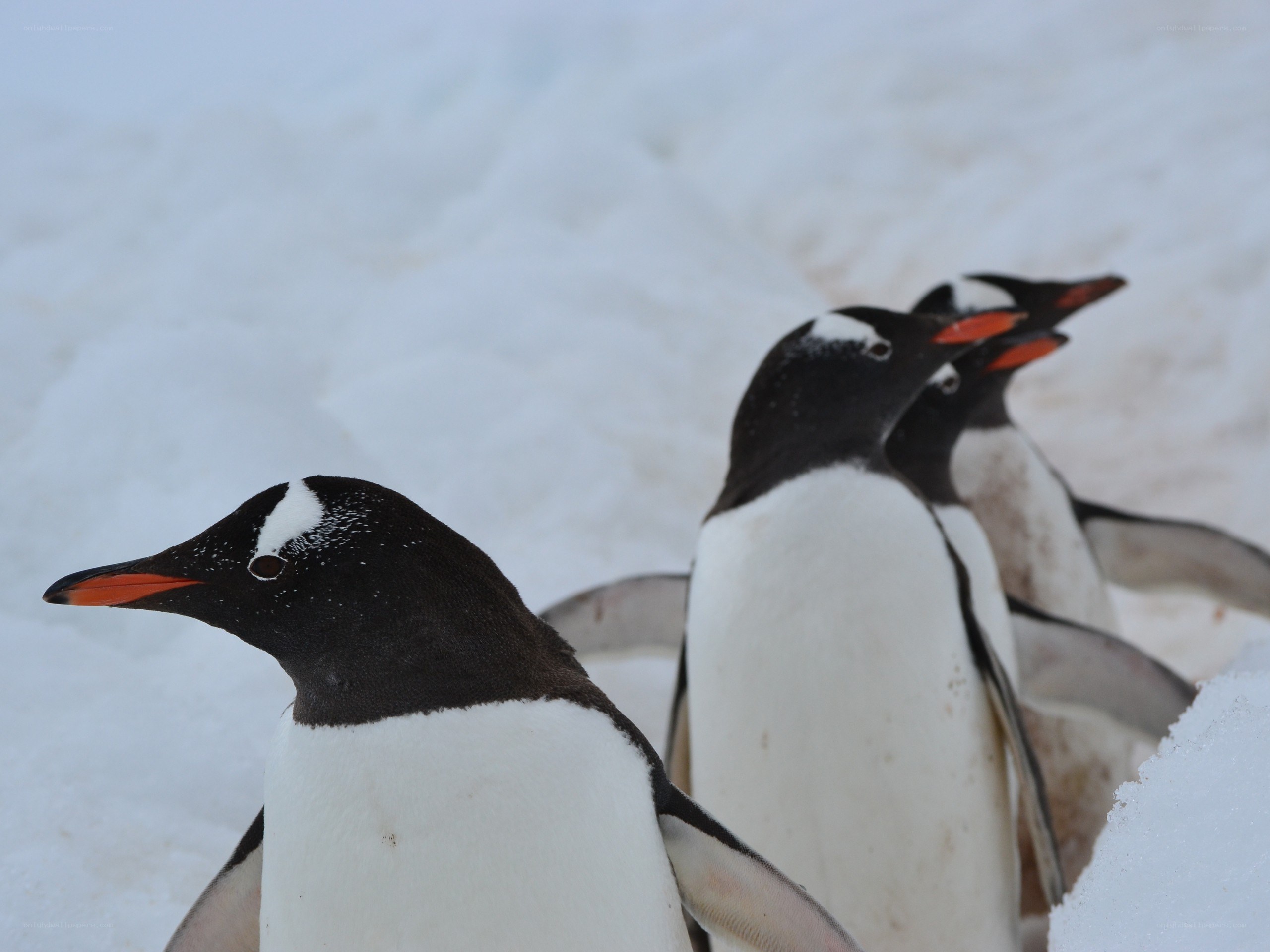 Penguins in the snow