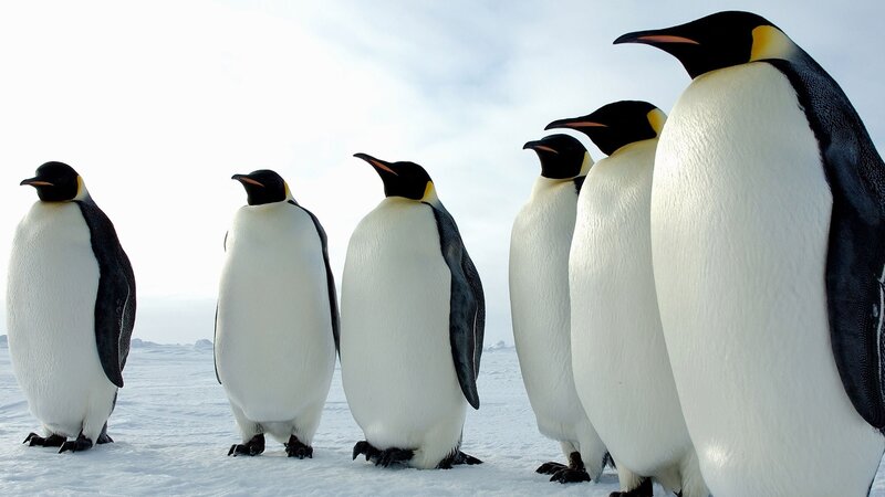 penguins in the snow