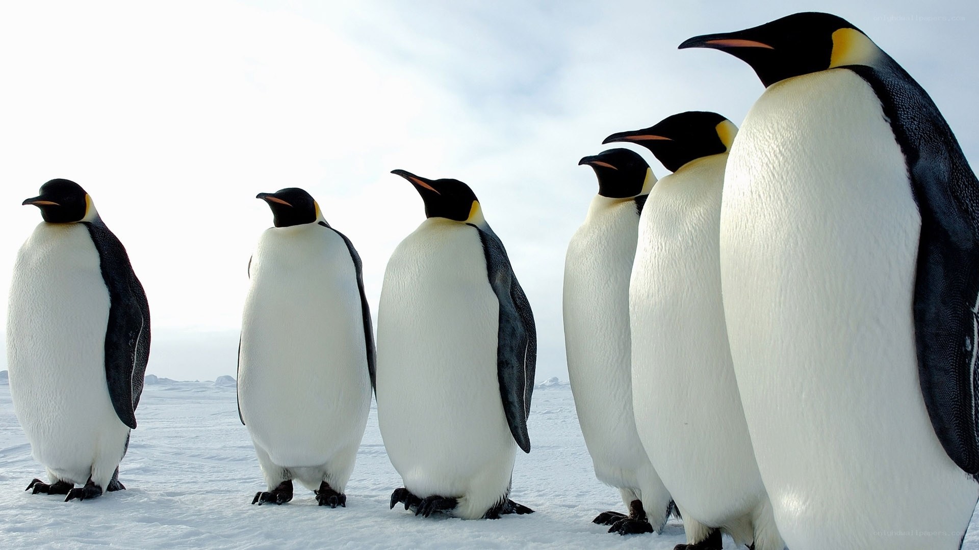 penguins in the snow