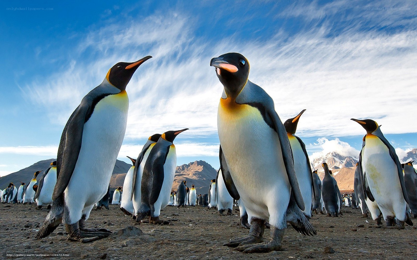 Penguins in the wild