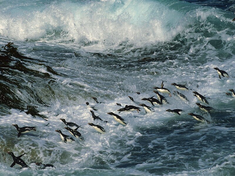 Penguins in turbulent ocean