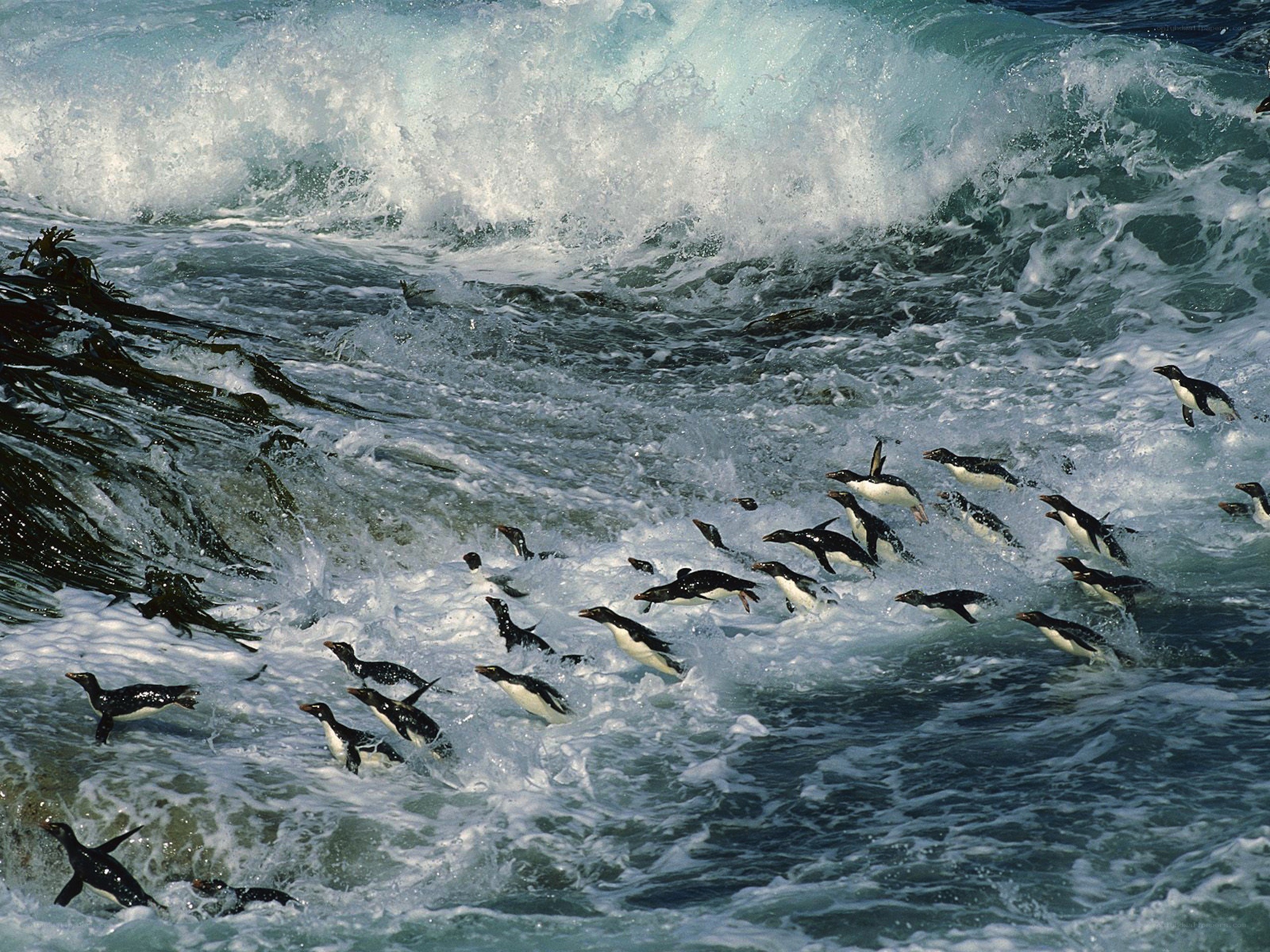 Penguins in turbulent ocean