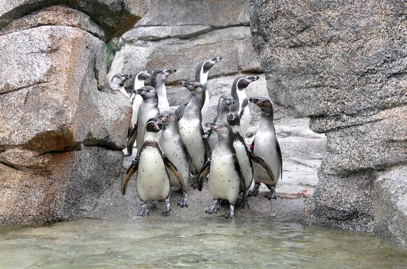 Penguins in Water — Gray