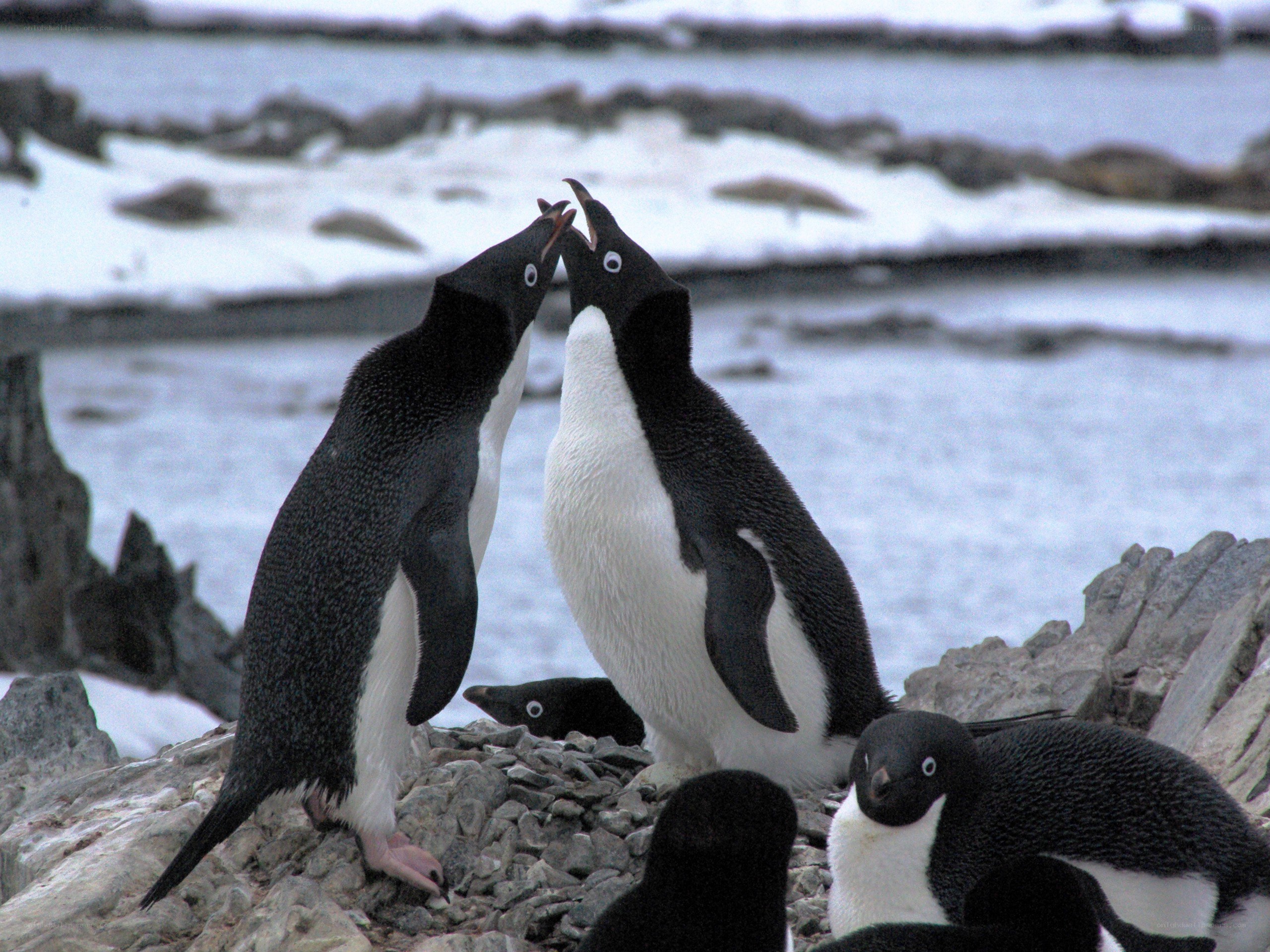Penguins interacting on rocks