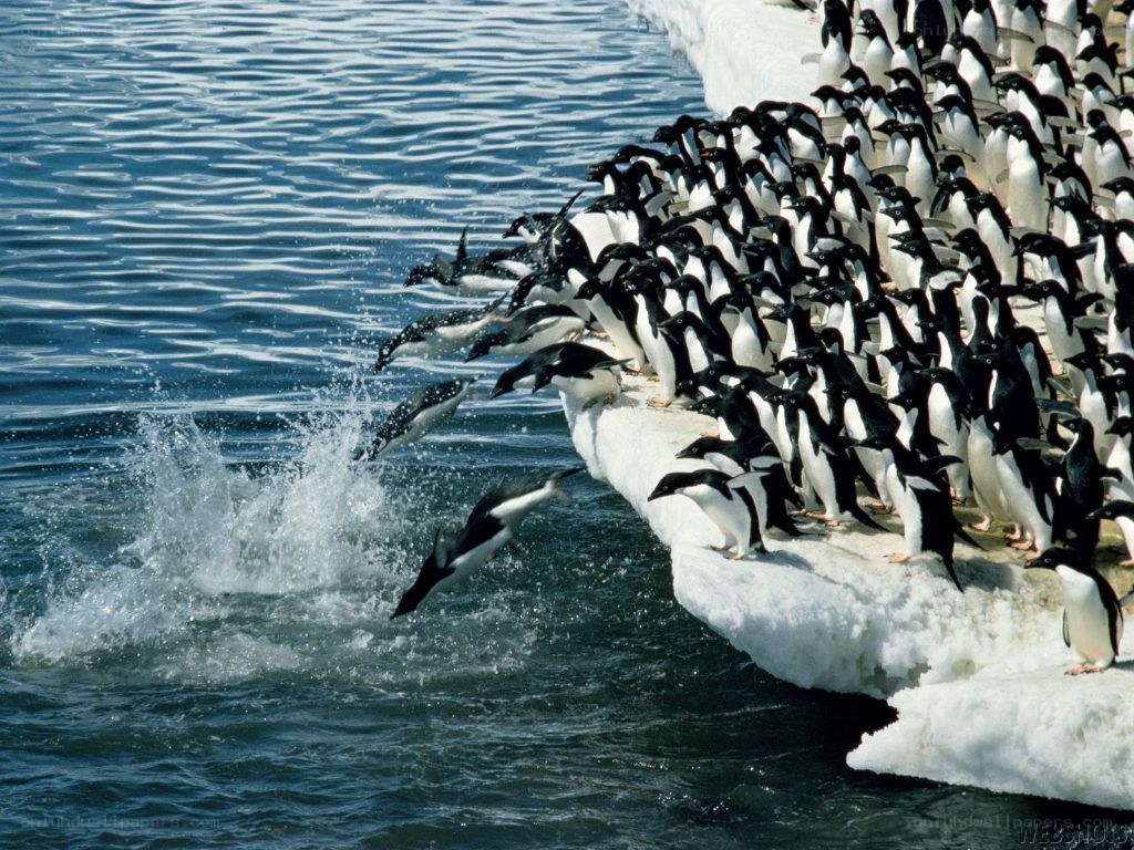 Penguins jumping into the water