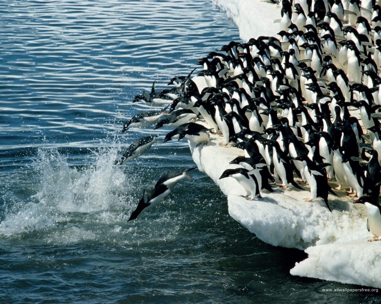 Penguins jumping into water