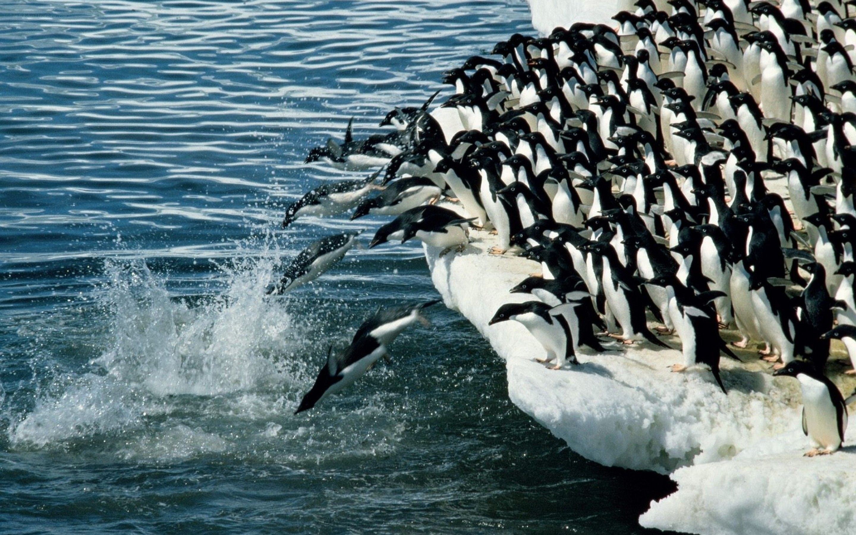 Penguins jumping into water