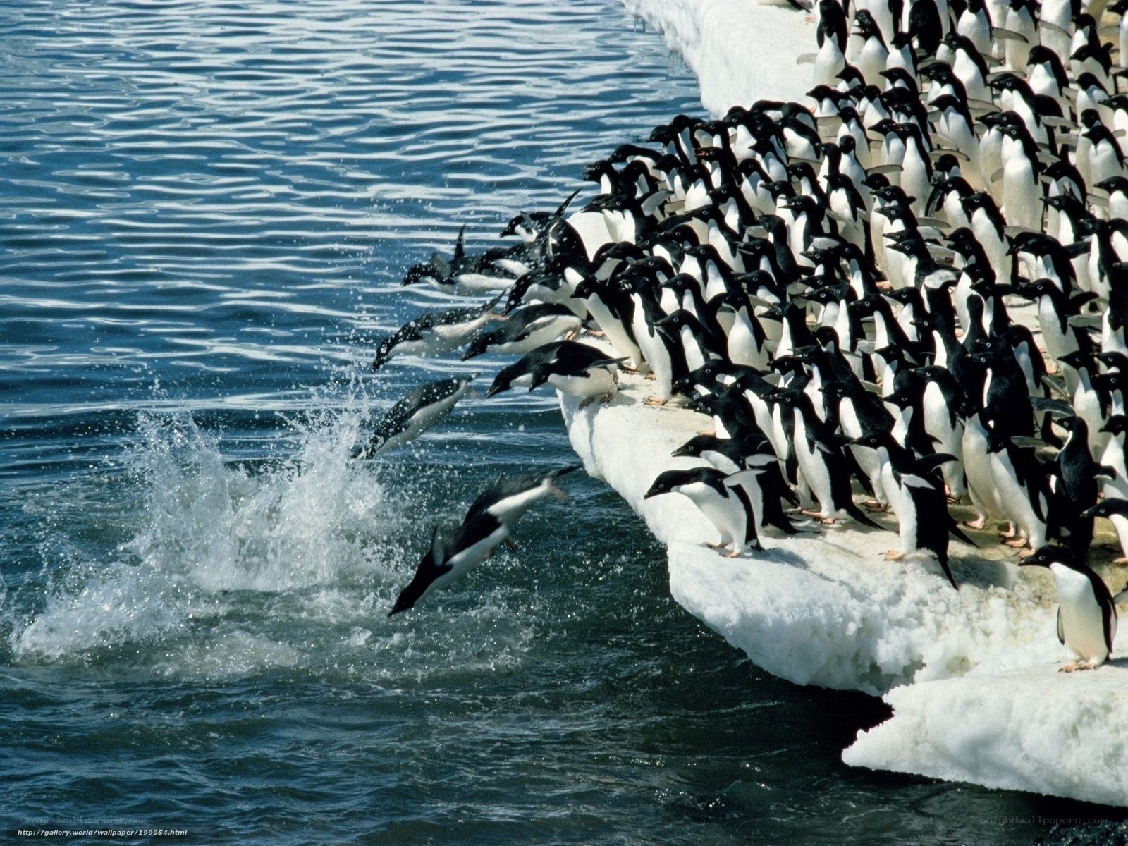 Penguins jumping into water