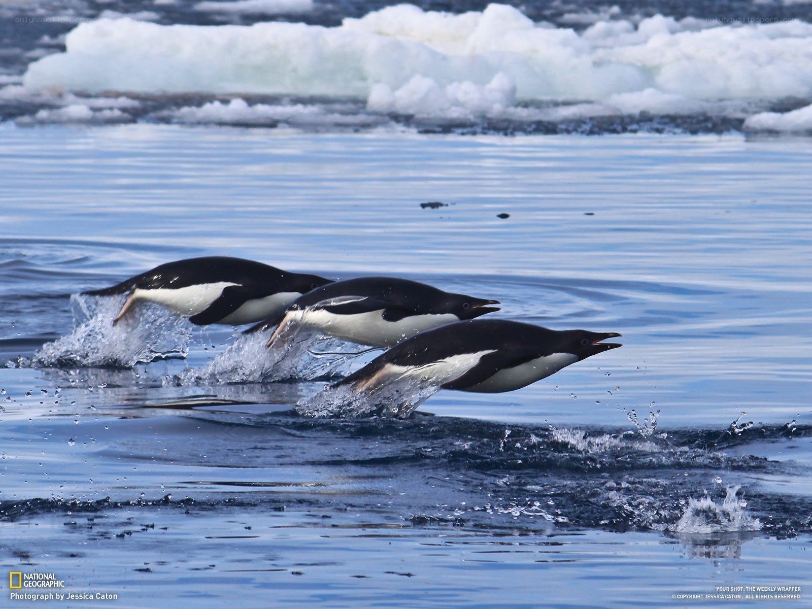 Penguins leaping from water