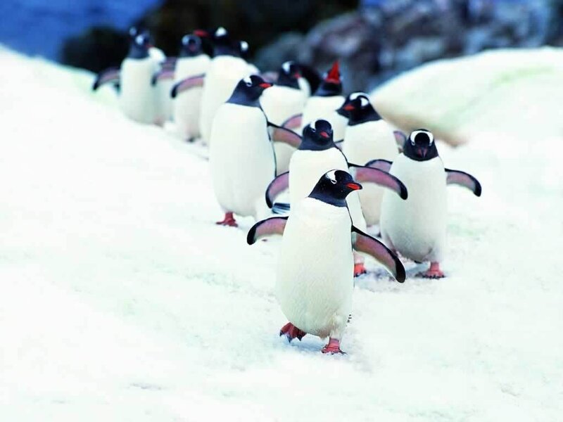 penguins marching on snow