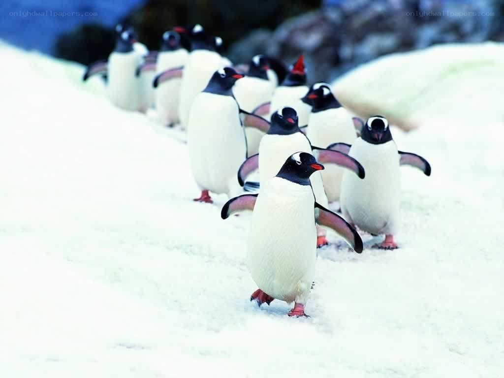 penguins marching on snow