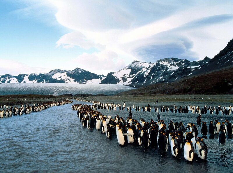 Penguins marching to sea
