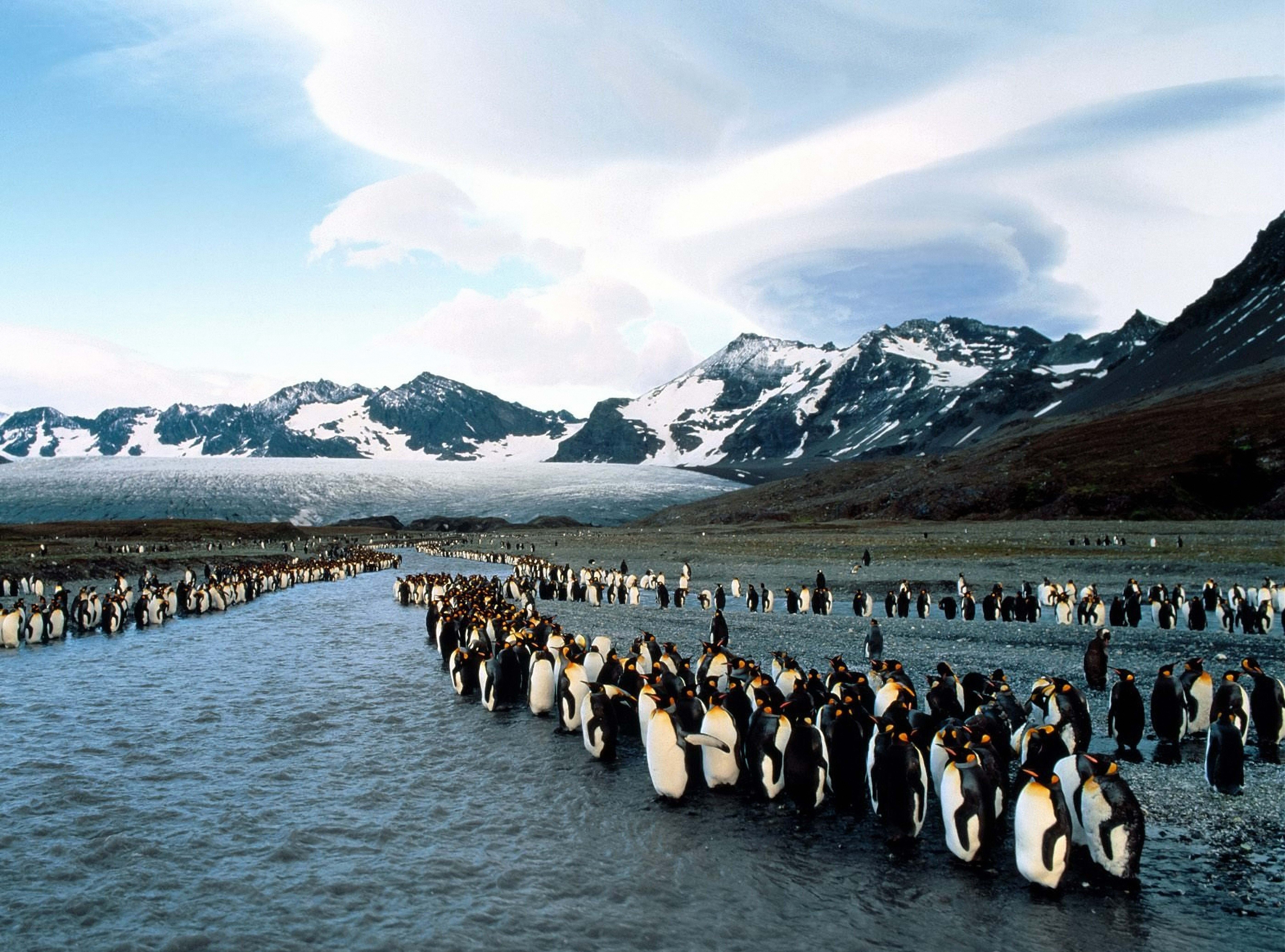 Penguins marching to sea