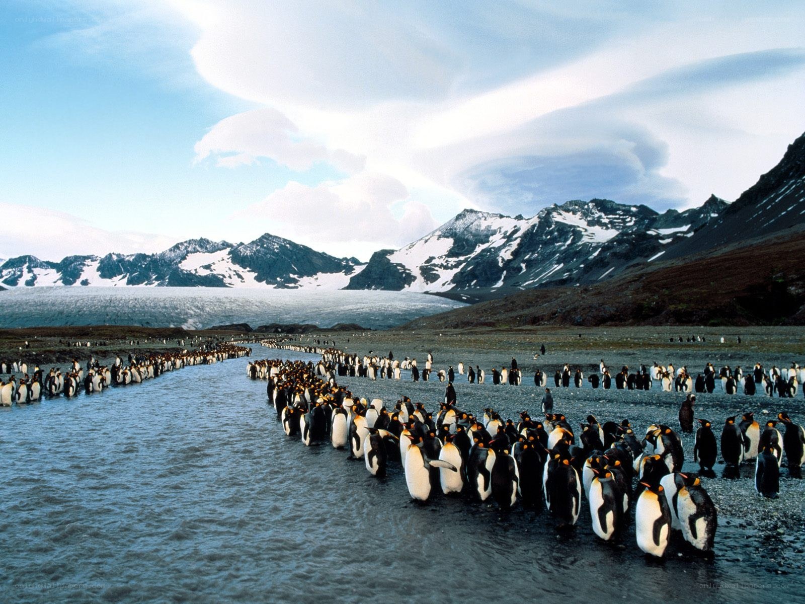 Penguins marching to the sea