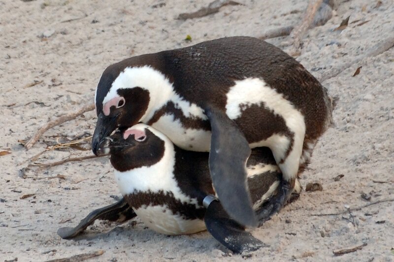 Penguins mating on sand