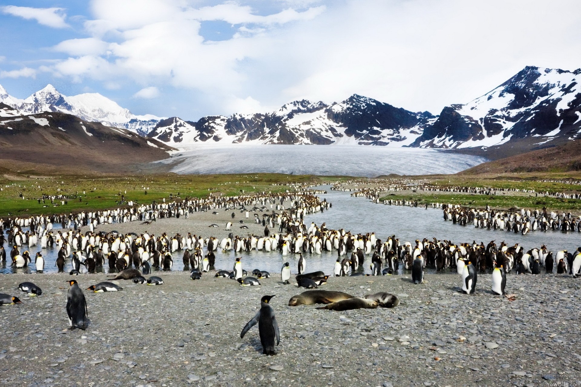 Penguins near glacier in Antarctica