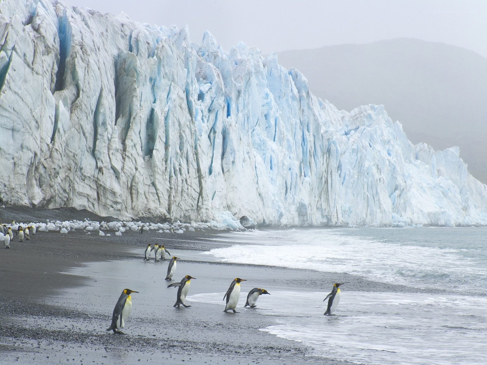 Penguins near glacier