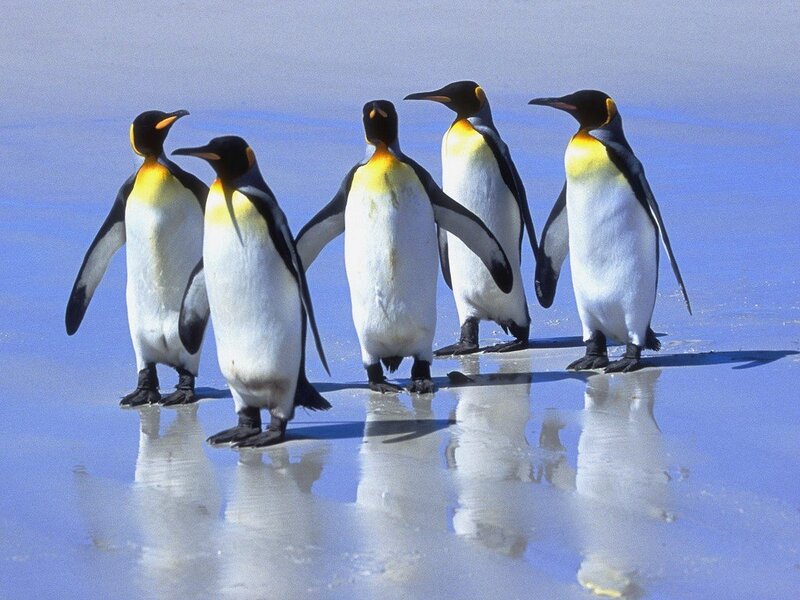 penguins on a beach