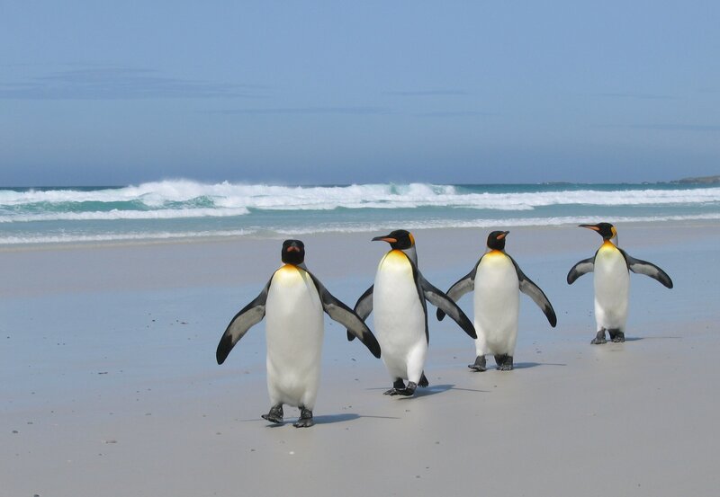 penguins on a beach