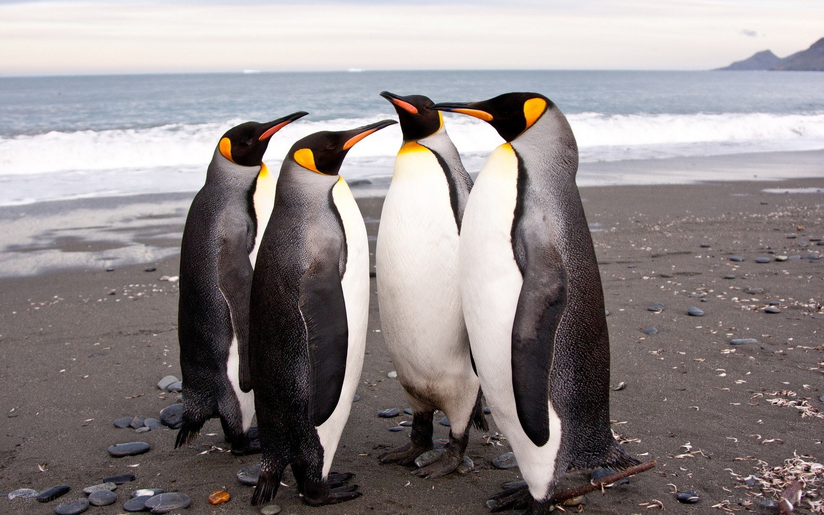penguins on a beach